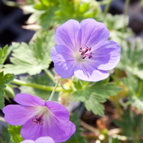 Geranium Rozanne AGM - Future Forests