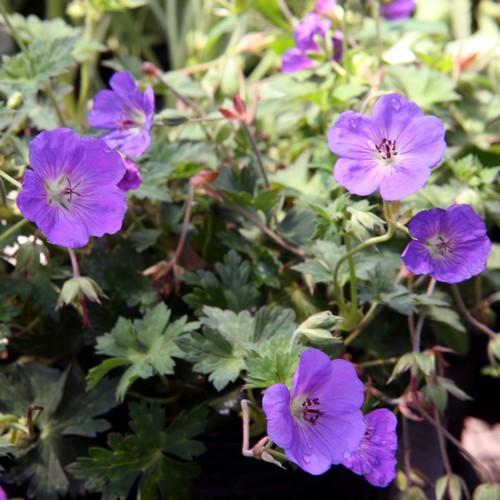 Geranium Rozanne AGM - Future Forests