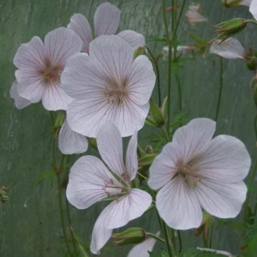 Geranium clarkei Kashmir White