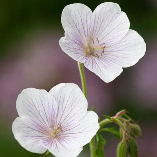 Geranium clarkei Kashmir White