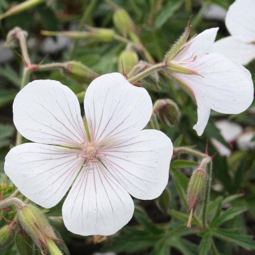 Geranium clarkei Kashmir White