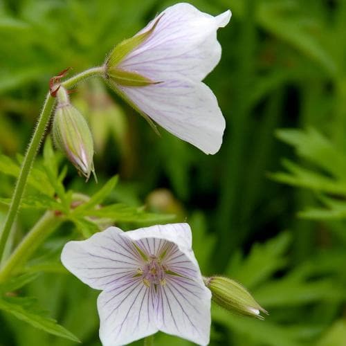 Geranium clarkei Kashmir White