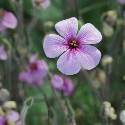 Geranium maderense - Future Forests