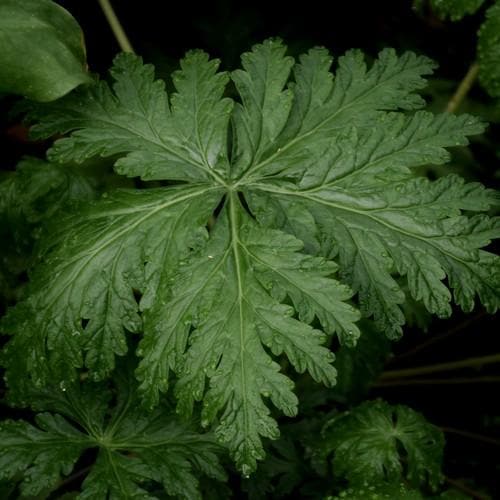 Geranium maderense - Future Forests