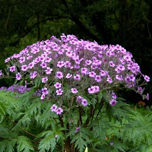 Geranium maderense - Future Forests