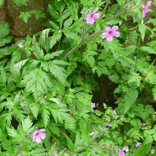 Geranium palmatum AGM - Future Forests