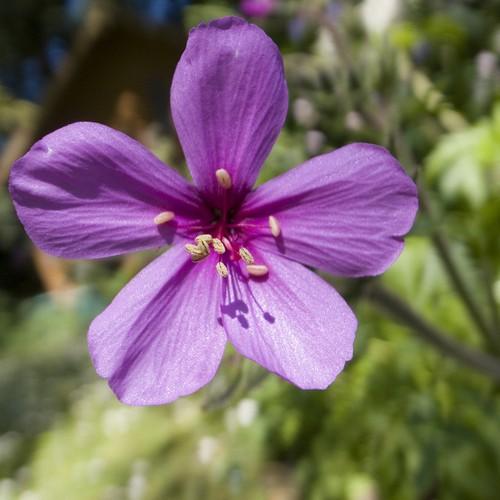 Geranium palmatum AGM - Future Forests