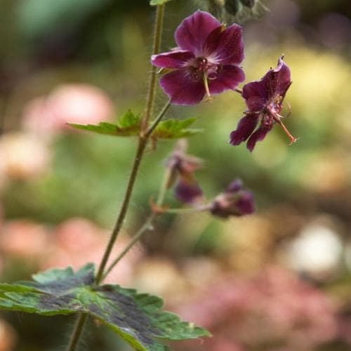 Geranium phaeum Samobor