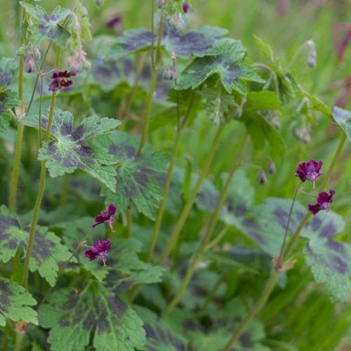 Geranium phaeum Samobor