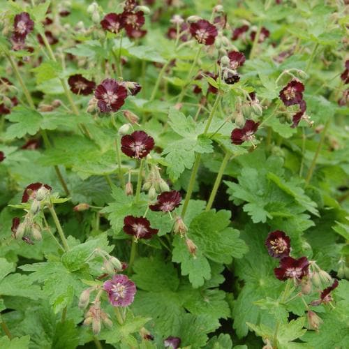 Geranium phaeum Samobor