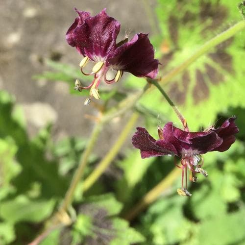 Geranium phaeum Samobor