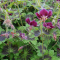 Geranium phaeum Samobor