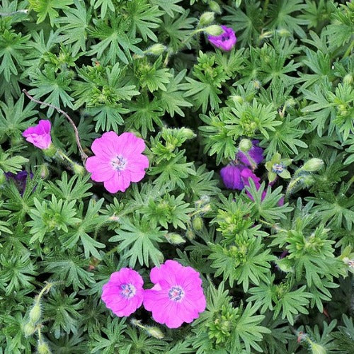 Geranium sanguineum Max Frei