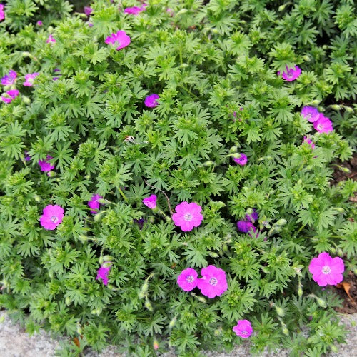 Geranium sanguineum Max Frei