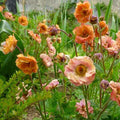 Geum Mai Tai