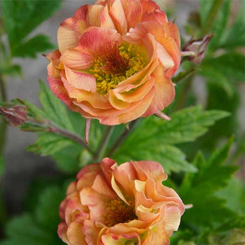 Geum Mai Tai