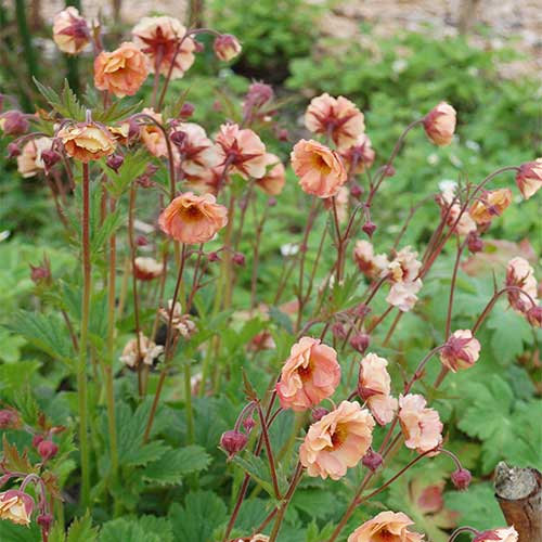 Geum Mai Tai