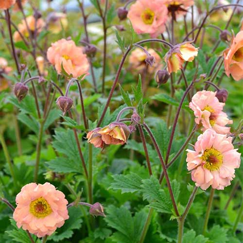 Geum Mai Tai