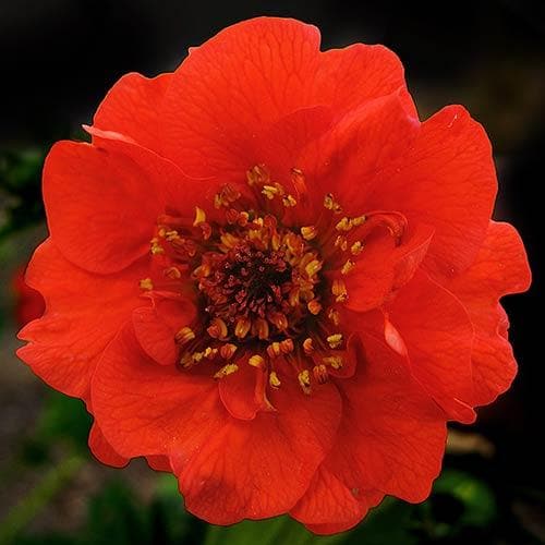 Geum Mrs  J. Bradshaw