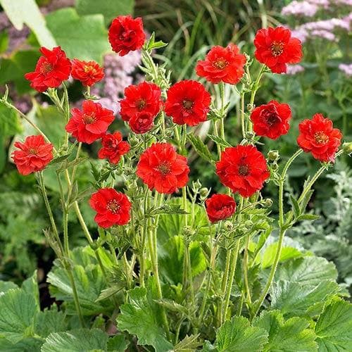 Geum Mrs  J. Bradshaw