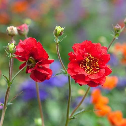 Geum Mrs  J. Bradshaw