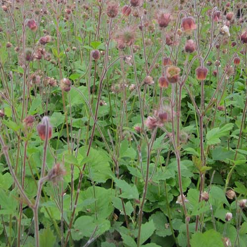 Geum rivale - Water Avens