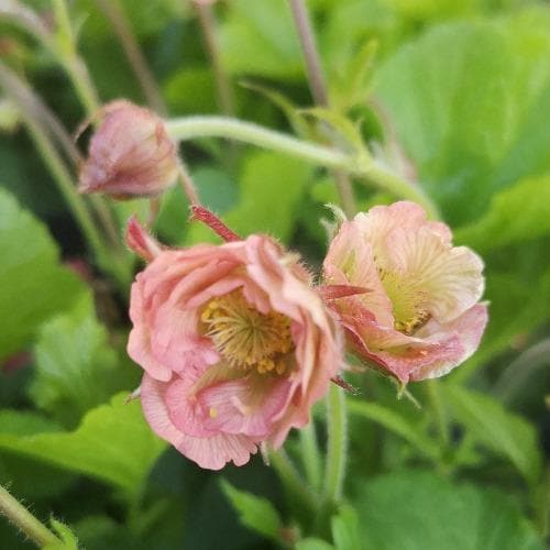 Geum Pink Petticoats