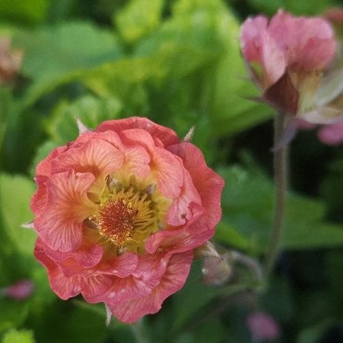 Geum Pink Petticoats