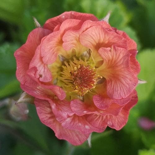 Geum Pink Petticoats