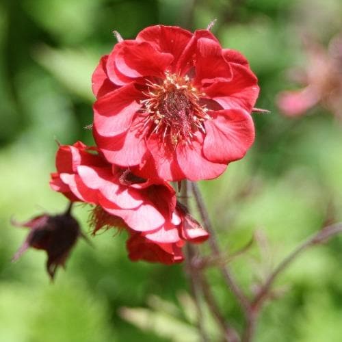 Geum Flames of Passion