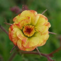 Geum Tequila Sunrise