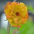 Geum Alabama Slammer