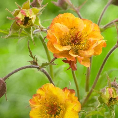 Geum Alabama Slammer