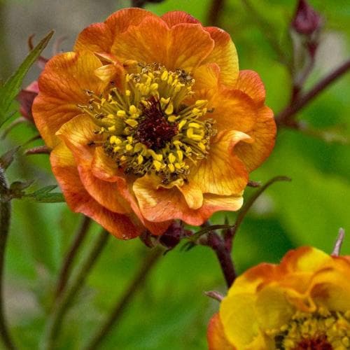 Geum Alabama Slammer