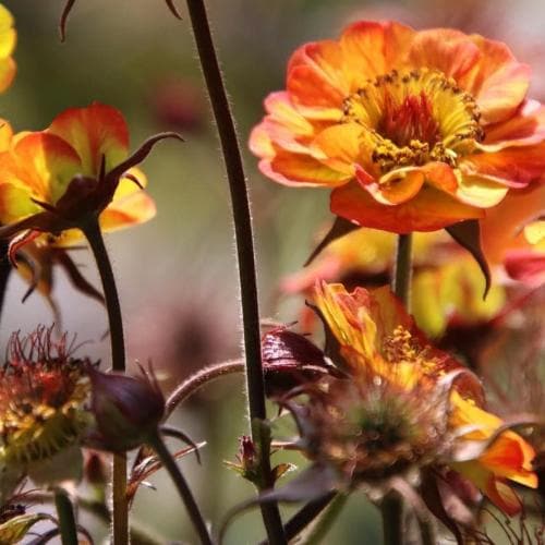 Geum Alabama Slammer