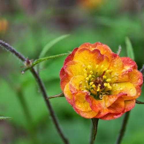 Geum Alabama Slammer