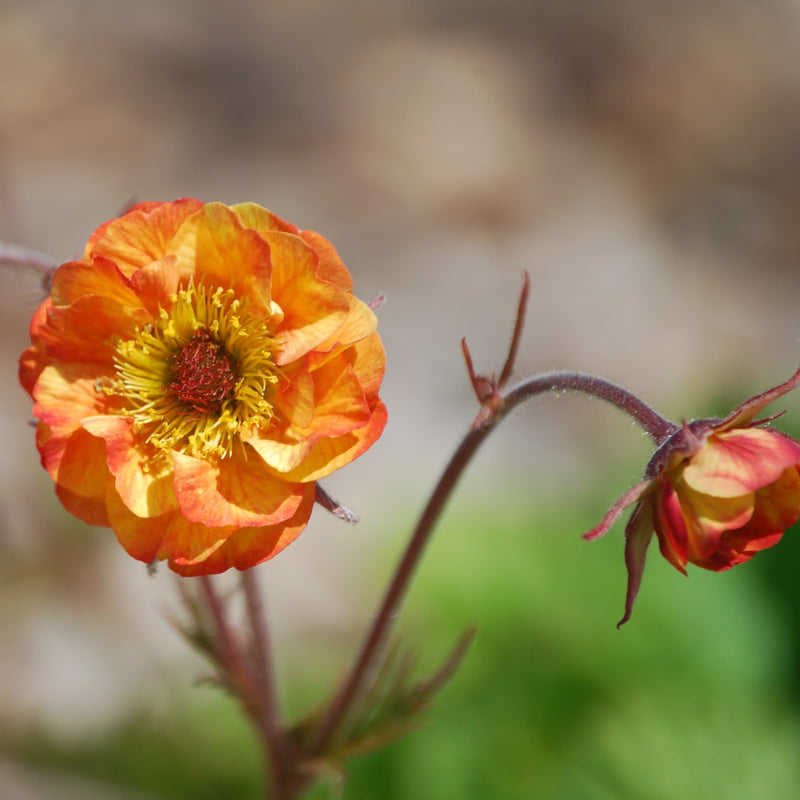 Geum Alabama Slammer