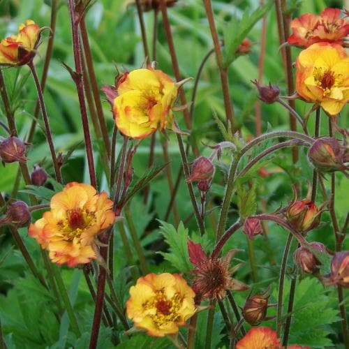 Geum Alabama Slammer