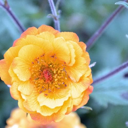 Geum Alabama Slammer