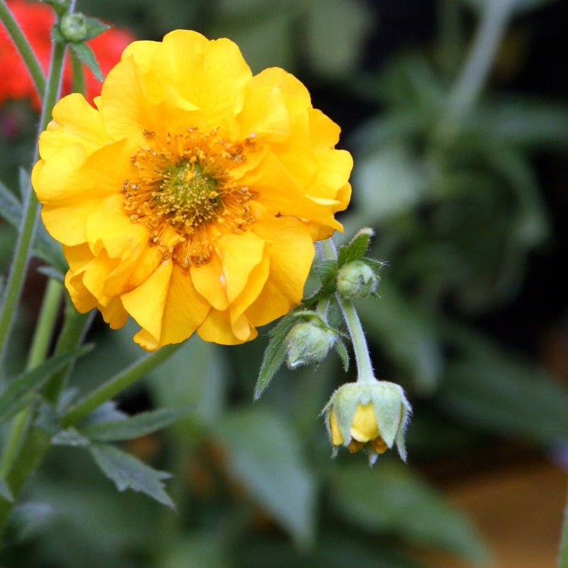 Geum Lady Stratheden