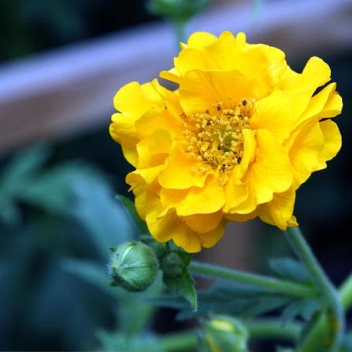 Geum Lady Stratheden