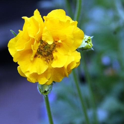 Geum Lady Stratheden