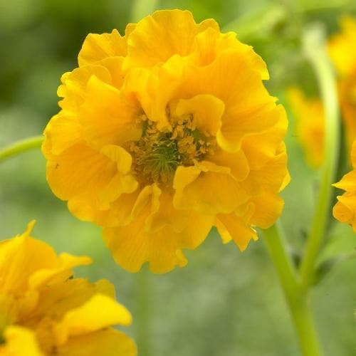 Geum Lady Stratheden