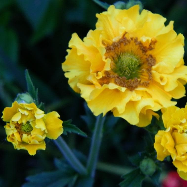 Geum Lady Stratheden