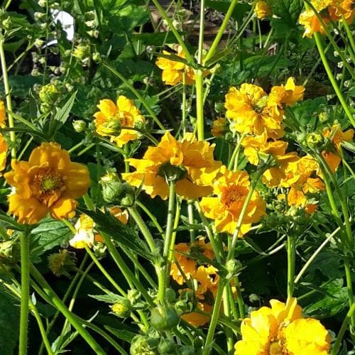 Geum Lady Stratheden