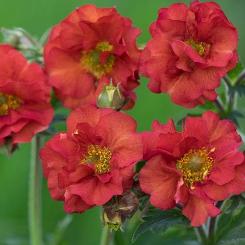 Geum Scarlet Tempest