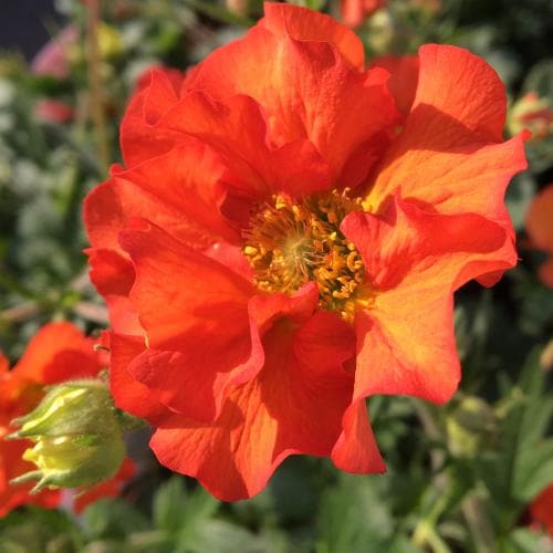 Geum Scarlet Tempest