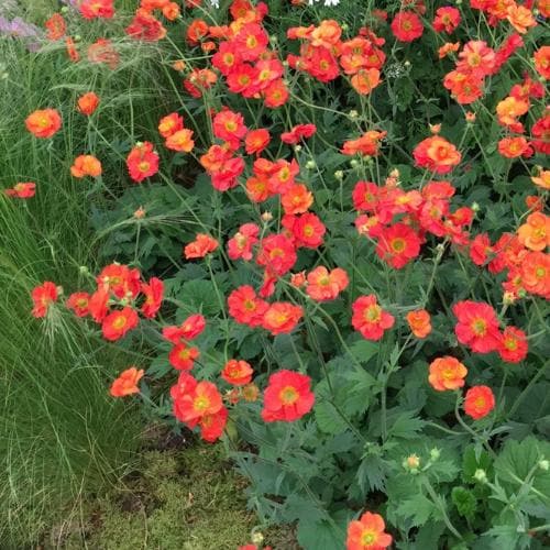 Geum Scarlet Tempest