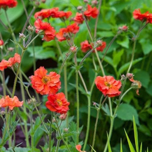 Geum Scarlet Tempest