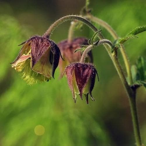 Geum rivale - Water Avens